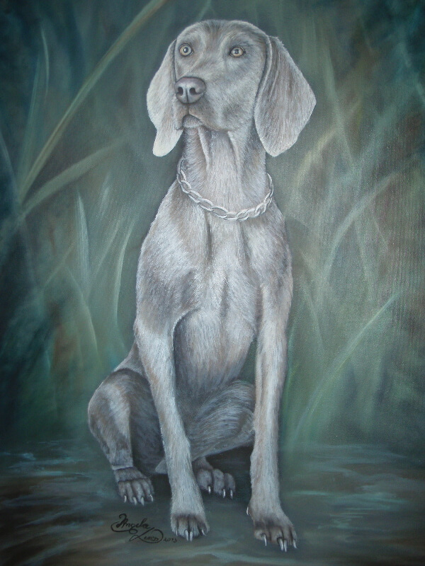 Weimaraner