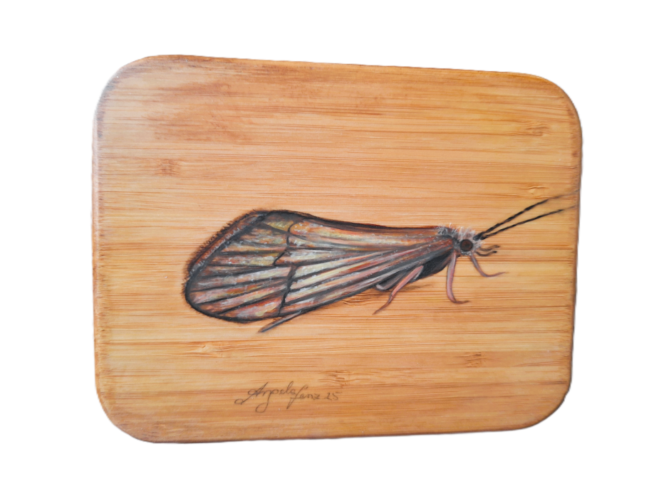 Köcherfliege Kl. Dose € 110,- Gr. Dose € 120,-